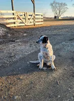 Billy, a male Australian Cattle Dog and Australian Shepherd for sale in Stacyville, IA – Photo 1 of 4