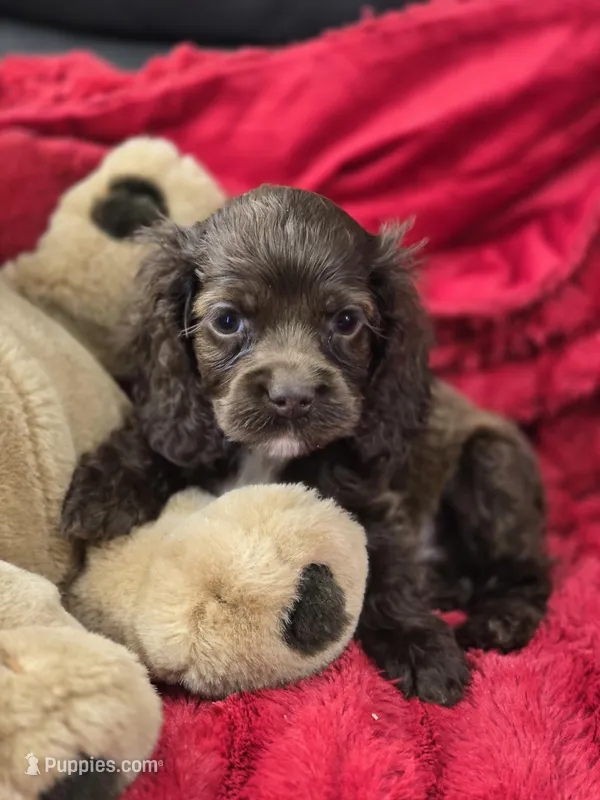 Choc Male – Cocker Spaniel puppy for sale in Ruther Glen, VA