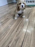 Beautiful Blonde  Male, a male Cocker Spaniel for sale in Ruther Glen, VA – 3 of 3