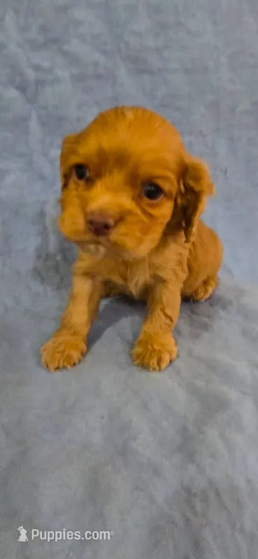 Puppy 2 – Cocker Spaniel puppy for sale in Ruther Glen, VA
