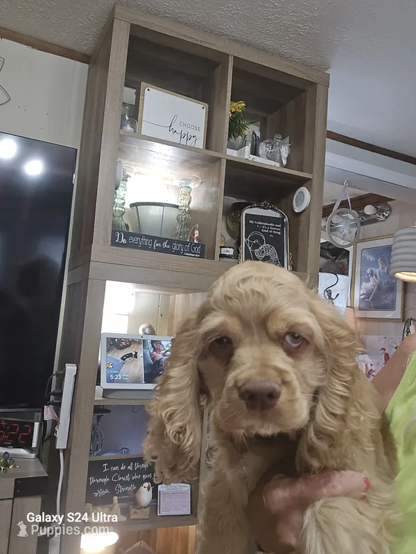 Blonde male – Cocker Spaniel puppy for sale in Ruther Glen, VA