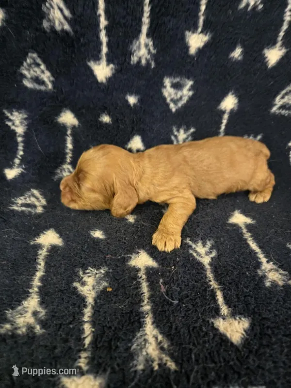 Puppy 2 – Cocker Spaniel puppy for sale in Ruther Glen, VA