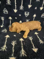 Puppy 2, a male Cocker Spaniel for sale in Ruther Glen, VA – 1 of 1