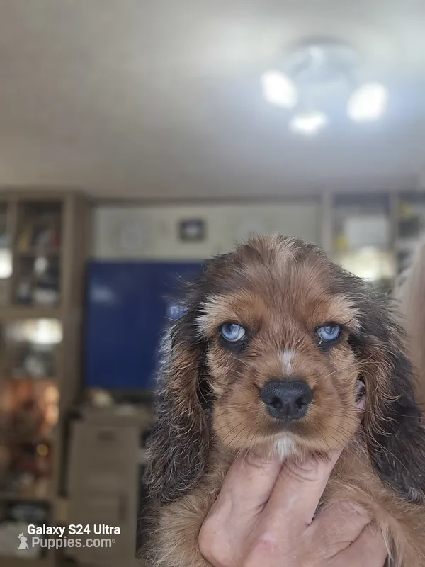 Rare  Choc Party Merle – Cocker Spaniel puppy for sale in Ruther Glen, VA