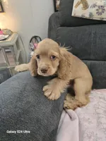 Blonde male, a male Cocker Spaniel for sale in Ruther Glen, VA – 2 of 2