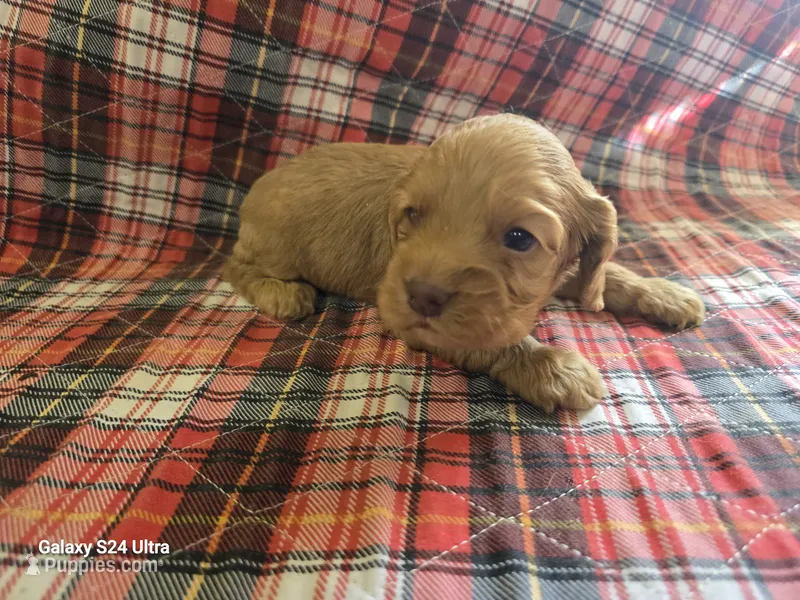 Puppy1 – Cocker Spaniel puppy for sale in Ruther Glen, VA