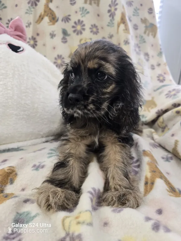 Rare Merle – Cocker Spaniel puppy for sale in Ruther Glen, VA
