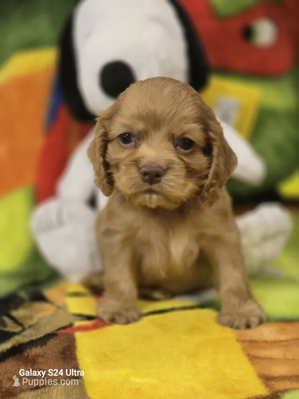 Puppy1 – Cocker Spaniel puppy for sale in Ruther Glen, VA