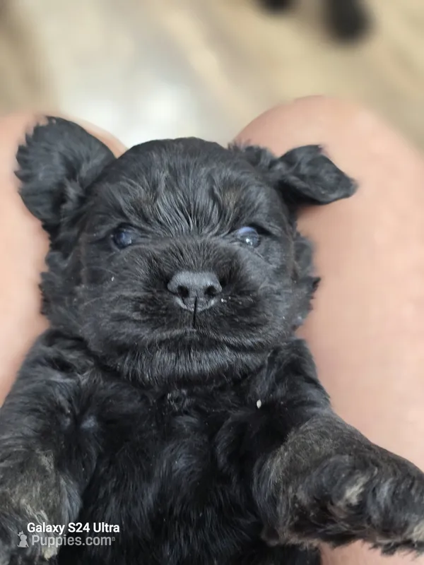 Black and tan – Cocker Spaniel puppy for sale in Ruther Glen, VA