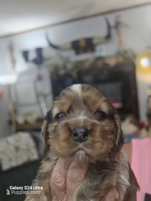 Rare  Choc Party Merle – Cocker Spaniel puppy for sale in Ruther Glen, VA