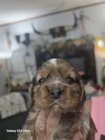 Rare  Choc Party Merle, a female Cocker Spaniel for sale in Ruther Glen, VA – 1 of 4