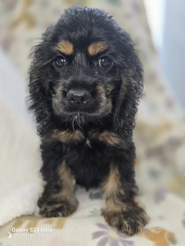Black and Tan – Cocker Spaniel puppy for sale in Ruther Glen, VA