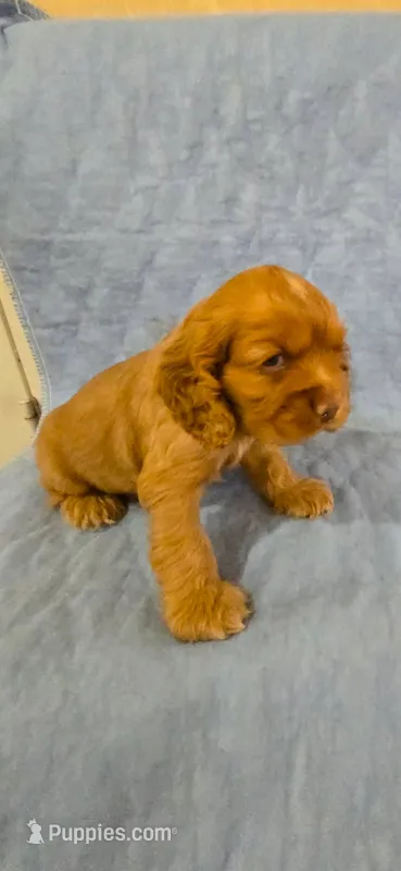 Beautiful red/blonde Cocker Spaniel – Cocker Spaniel puppy for sale in Ruther Glen, VA