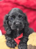Black female #2, a female Cocker Spaniel for sale in Ruther Glen, VA – Photo 1 of 2