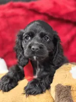 Black female #2, a female Cocker Spaniel for sale in Ruther Glen, VA – Photo 2 of 2