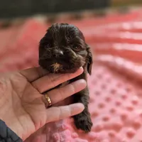 Cocker Spaniel, a male Cocker Spaniel for sale in Ruther Glen, VA – 1 of 1