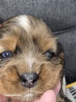 Rare  Choc Party Merle, a female Cocker Spaniel for sale in Ruther Glen, VA – 2 of 4