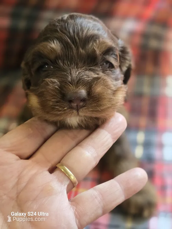 Choc and tan female(registered) – Cocker Spaniel puppy for sale in Ruther Glen, VA