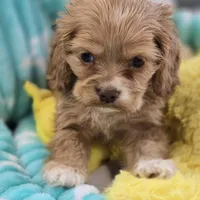 Blonde female, a female Cocker Spaniel for sale in Ruther Glen, VA – 1 of 1