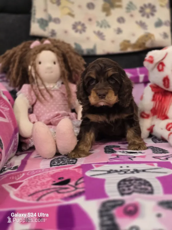 Choc and Tan – Cocker Spaniel puppy for sale in Ruther Glen, VA