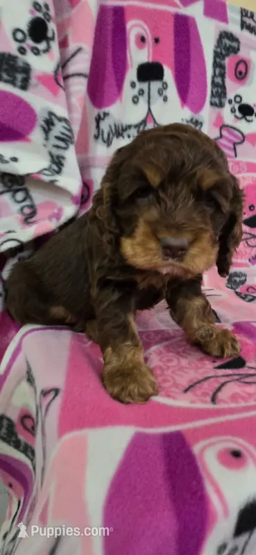 Choc and Tan – Cocker Spaniel puppy for sale in Ruther Glen, VA