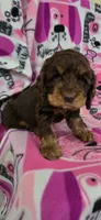 Choc and Tan, a female Cocker Spaniel for sale in Ruther Glen, VA – 1 of 1