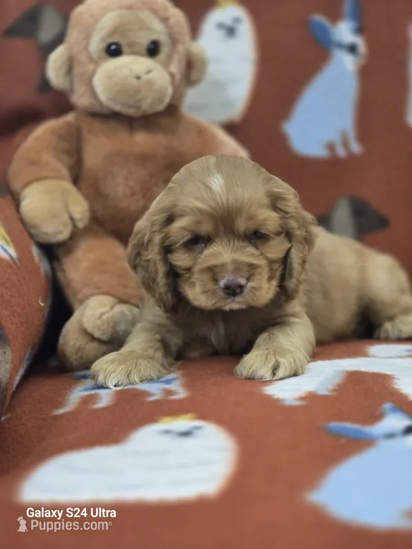 Beautiful Cocker Spaniel – Cocker Spaniel puppy for sale in Ruther Glen, VA