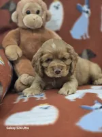 Beautiful Cocker Spaniel, a male Cocker Spaniel for sale in Ruther Glen, VA – 1 of 1