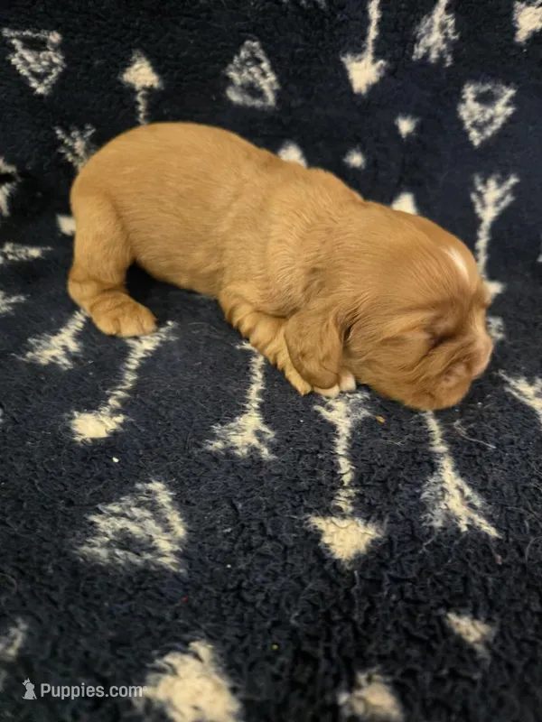 Puppy1 – Cocker Spaniel puppy for sale in Ruther Glen, VA