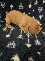 Puppy1, a male Cocker Spaniel for sale in Ruther Glen, VA – 1 of 1