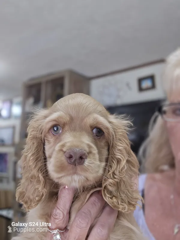 Puppy1 – Cocker Spaniel puppy for sale in Ruther Glen, VA