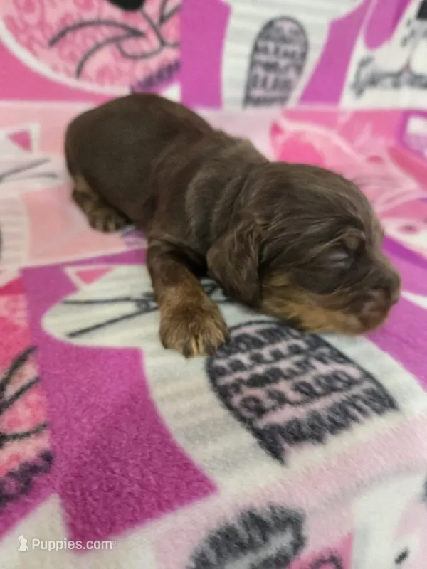 Choc and tan female – Cocker Spaniel puppy for sale in Ruther Glen, VA