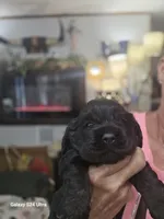 Black and tan, a male Cocker Spaniel for sale in Ruther Glen, VA – 2 of 2