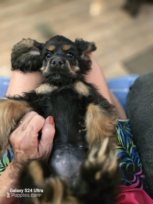 Black and Tan – Cocker Spaniel puppy for sale in Ruther Glen, VA
