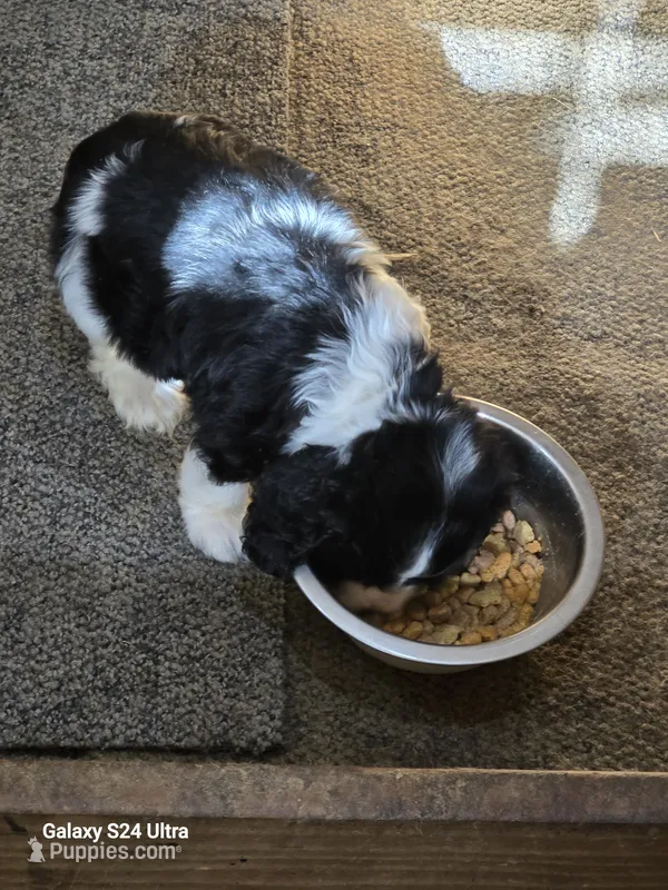 Black and white – Cocker Spaniel puppy for sale in Ruther Glen, VA