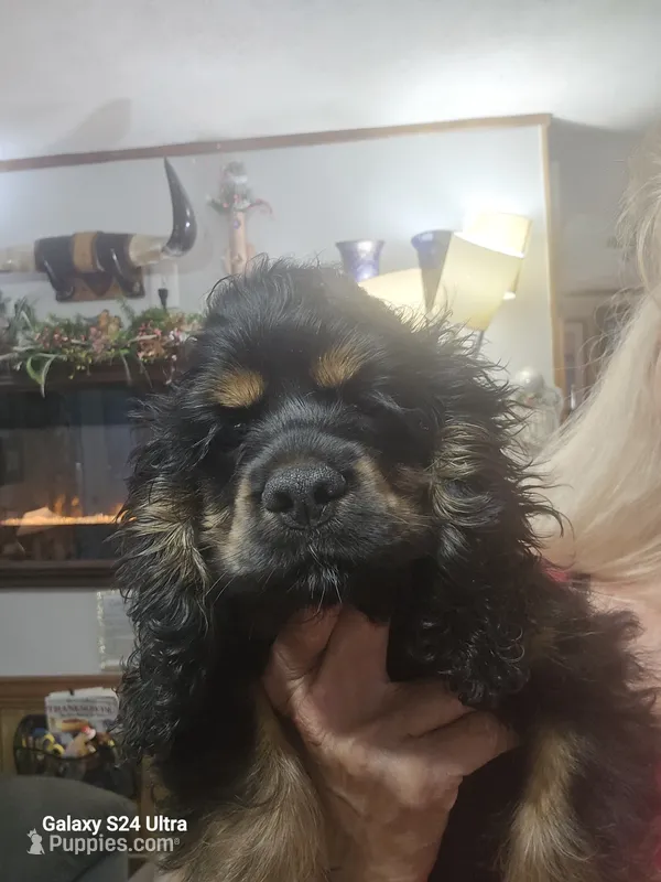 Black and Tan – Cocker Spaniel puppy for sale in Ruther Glen, VA