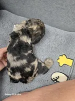 Rare Merle, a female Cocker Spaniel for sale in Ruther Glen, VA – 2 of 3