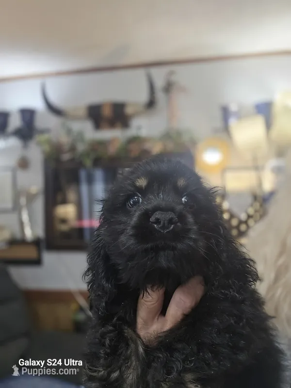 Black and tan – Cocker Spaniel puppy for sale in Ruther Glen, VA