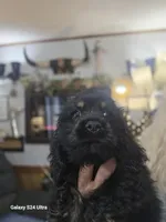 Black and tan, a male Cocker Spaniel for sale in Ruther Glen, VA – 1 of 1