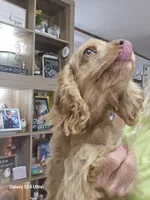 Blonde male, a male Cocker Spaniel for sale in Ruther Glen, VA – 2 of 2