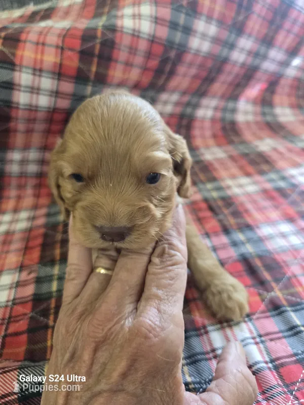 Puppy 2 – Cocker Spaniel puppy for sale in Ruther Glen, VA