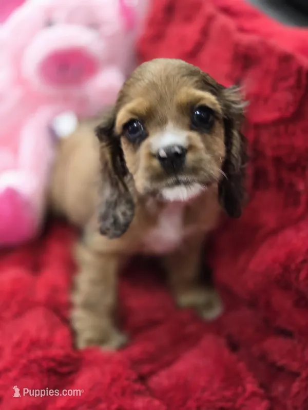 RARE Chocolate Merle – Cocker Spaniel puppy for sale in Ruther Glen, VA
