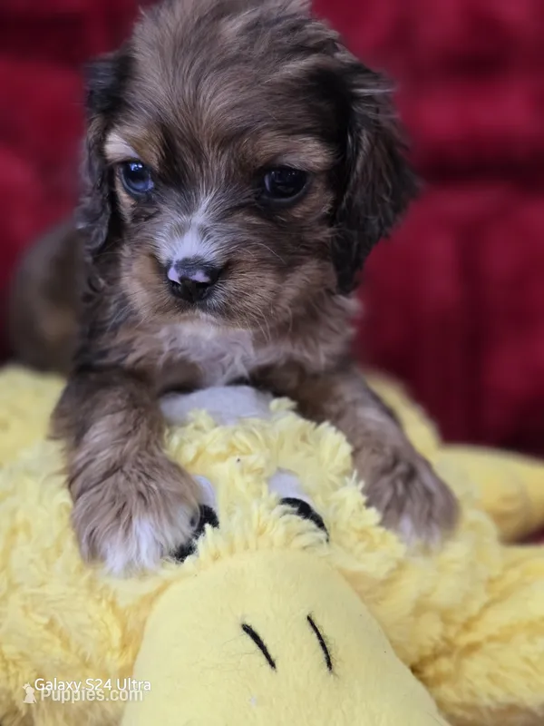 RARE Chocolate Merle