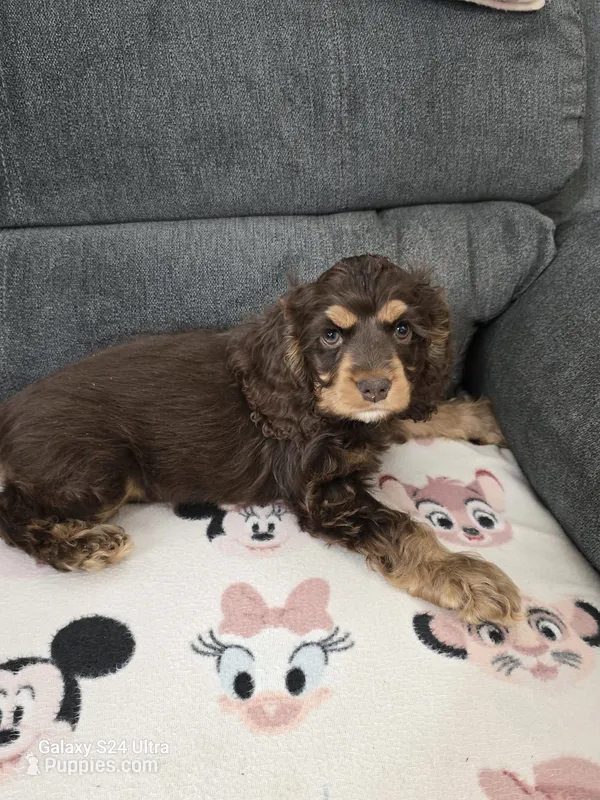 Choc and Tan – Cocker Spaniel puppy for sale in Ruther Glen, VA