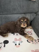 Choc and Tan, a female Cocker Spaniel for sale in Ruther Glen, VA – 1 of 1
