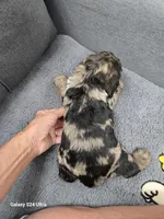 Rare Merle, a female Cocker Spaniel for sale in Ruther Glen, VA – 3 of 3