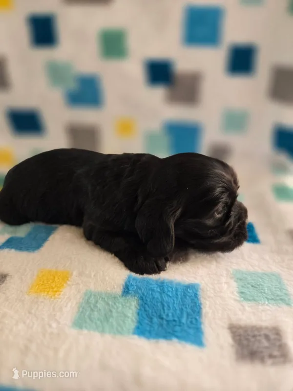 Black female cocker spaniel