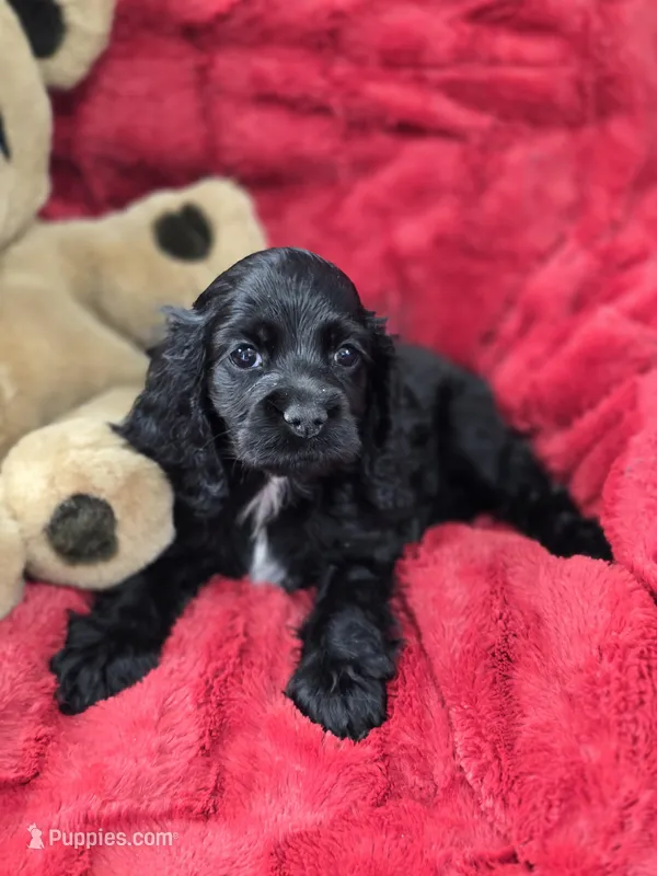 Black female cocker spaniel – Cocker Spaniel puppy for sale in Ruther Glen, VA