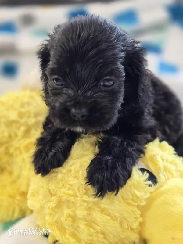 Black female cocker spaniel