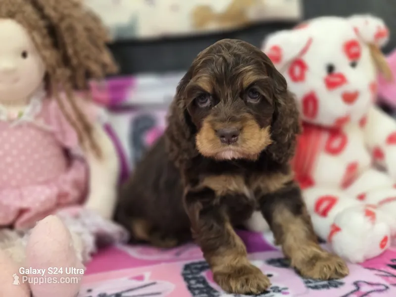 Choc and Tan – Cocker Spaniel puppy for sale in Ruther Glen, VA